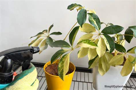 How Much Water Does A Schefflera Plant Need Watering Guide