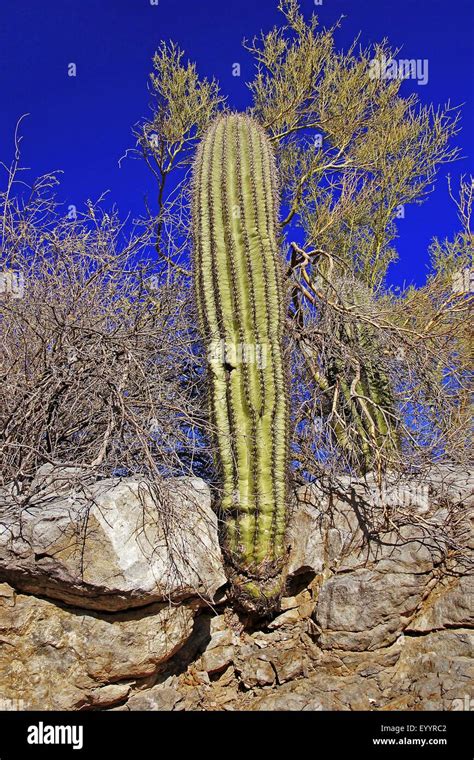 Saguaro Cactus Carnegiea Gigantea Cereus Giganteus Grows On A Rock Usa Arizona Organ Pipe