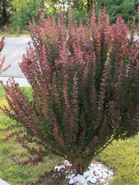 How To Grow And Care For Barberry Bush Complete Guide Planet Natural