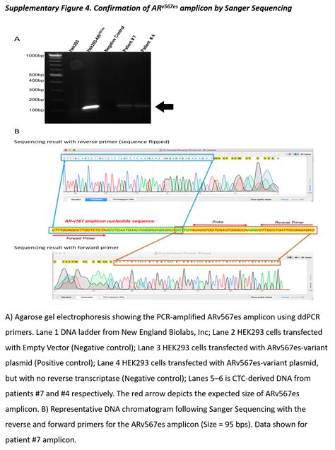 Expression Of Ar V7 And Arv567es In Circulating Tumor Cells Correlates