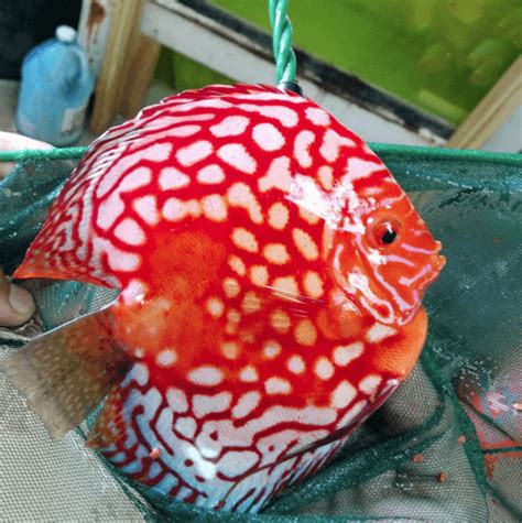 High Body Rafflesia Discus Jack Wattley Discus