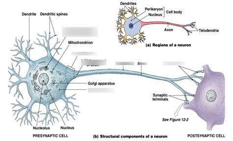 Ap Neural Tissue Diagram Quizlet