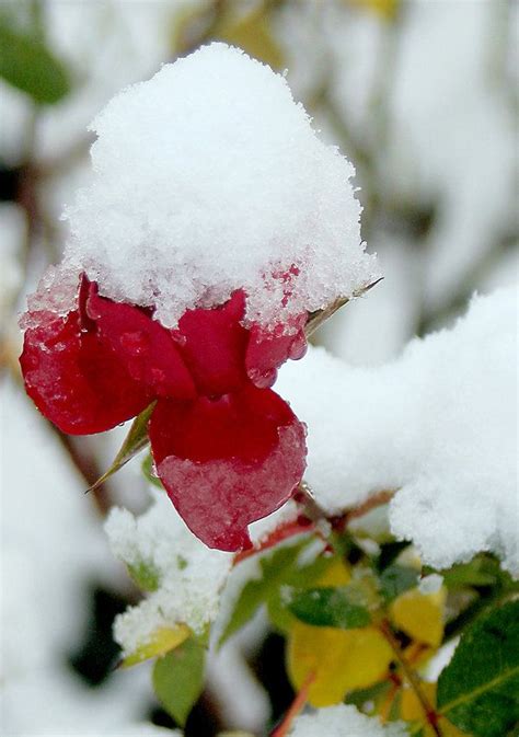 Hardsadness Rose Snow Flower Flowers