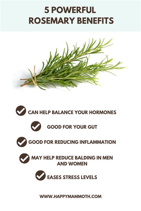 Rosemary Health Benefits Artofit