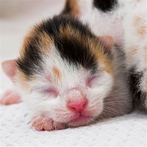 Gato recém nascido não mama Cuidados filhote ao alimentar Guia