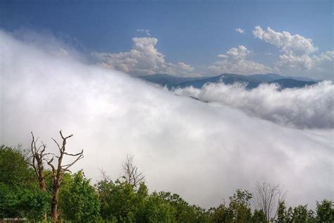 Iran seeking UNESCO inscription for Hyrcanian Forest - Tehran Times