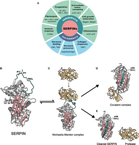 The Basic Functions And Inhibitory Mechanism Of Serpins A Regulatory