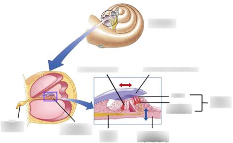 Organ Of Corti Labeling Diagram Quizlet