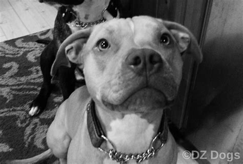 dzs adventures pit bulls  terrible family pets