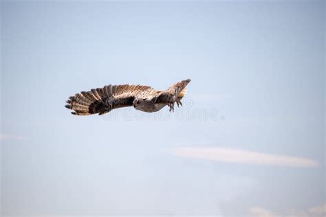 Flying Snowy Owl (Bubo Scandiacus) Stock Photo - Image of bird, white ...