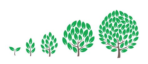 Étapes De Croissance Des Arbres Infographie Sur Létape De Développement