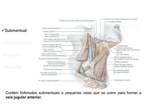 Pescoço anatomia o que um médico generalista precisa saber de