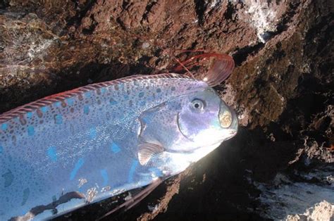 Oarfish - Fishes World - HD Images & Free Photos