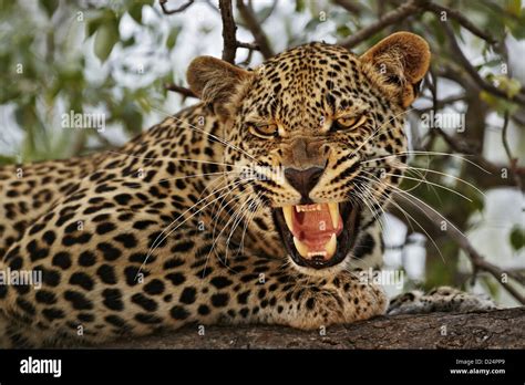 African Leopard Panthera pardus pardus adult male close-up head Stock Photo, Royalty Free Image ...