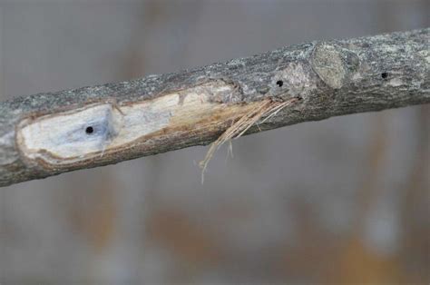 Black Twig Borer Posing Threat To East Texas Trees