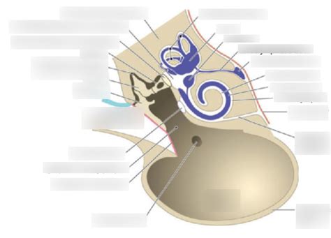 Middle ear Diagram | Quizlet