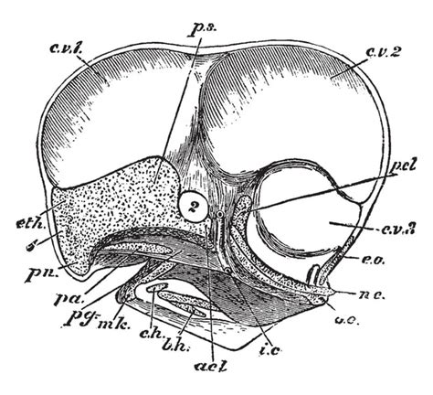 Vértebra Cervical Imágenes De Stock De Arte Vectorial Depositphotos