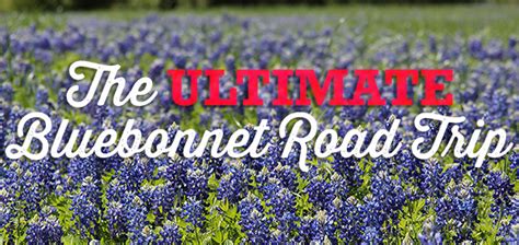 The Ultimate Bluebonnet Road Trip The Daytripper