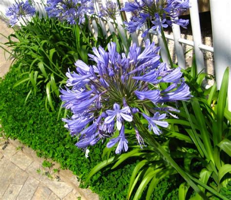 African Lily Agapanthus Africanus Growing Care Guide For Gardeners