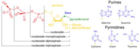 Biochemistry Chemistry For Non Majors