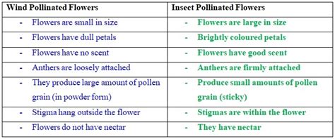 Plants Pollination Fertilization And Germination Class 6 Science Notes Primary School