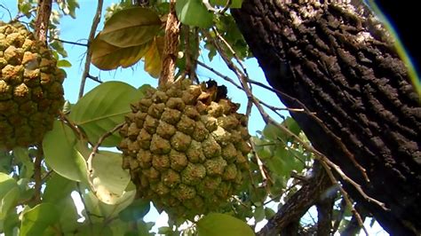 Araticum Ou Panã Uma Fruta Deliciosa Do Nosso Cerrado Youtube