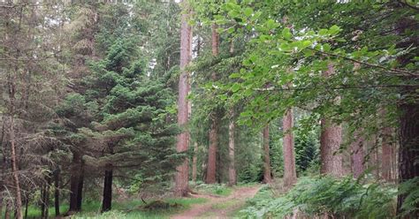 The Cut Walk With Reptiles Ramblers