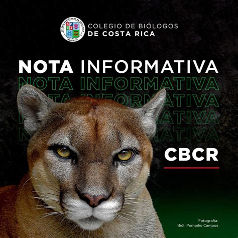 Nota informativa felinos y carreteras Qué está pasando Colegio de