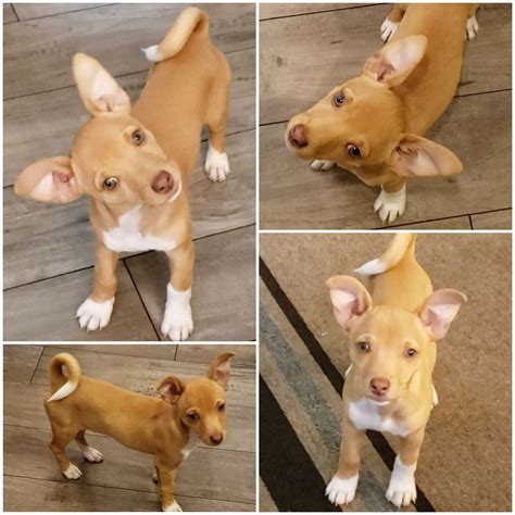 Basenji Puppies Mix