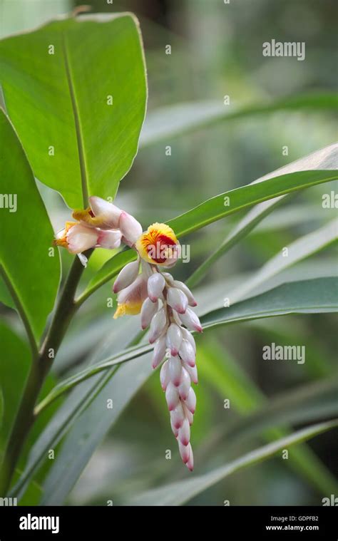 Zingiber Officinale Flower Hi Res Stock Photography And Images Alamy