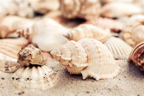 Conchas Marinas En La Arena Fondo De La Playa Del Verano Concepto Del