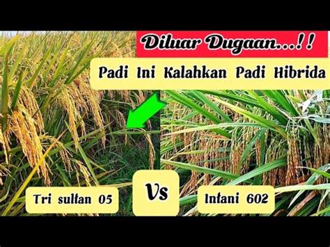 Gak Nyangka Padi Ini Bisa Kalahkan Padi Hibrida YouTube