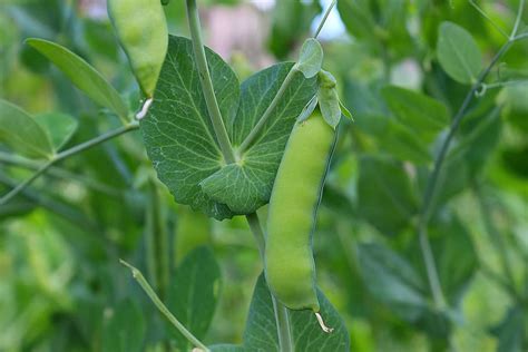 Guisante Vaina Verde Verduras Planta Naturaleza Frescura Color