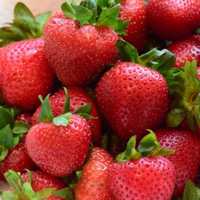 Monterey Strawberry Plants (25 Bare Root) - Bob Wells Nursery