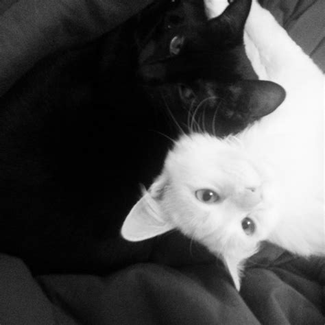 Black And White Cute Cats Cat Aesthetic White And Black Cat