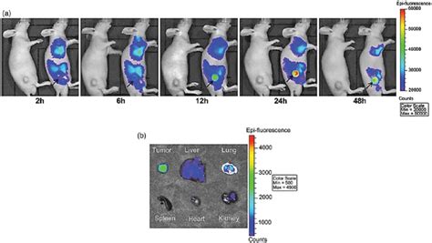 A In Vivo NIR Fluorescence Images Of Nude Mice Bearing HeLa Tumor