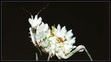 Pseudocreobotra Wahlbergii Spiny Flower Mantis Insectstore