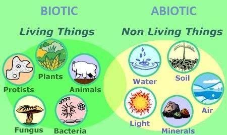 Komponen Ekosistem (Biotik dan Abiotik) Beserta Jenis dan Contohnya