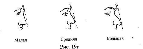 3.7. Нос