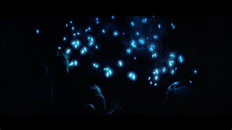 Pitch Black Glow Worms Pekoeblaze The Official Blog