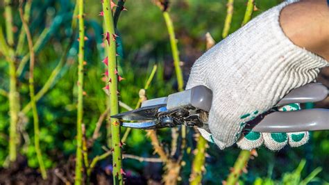 Rosen Im Herbst Schneiden Was Spricht Daf R Was Dagegen Ndr De