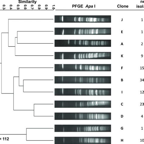 Dendrogram Constructed From Pfge Patterns Of One Representative Isolate