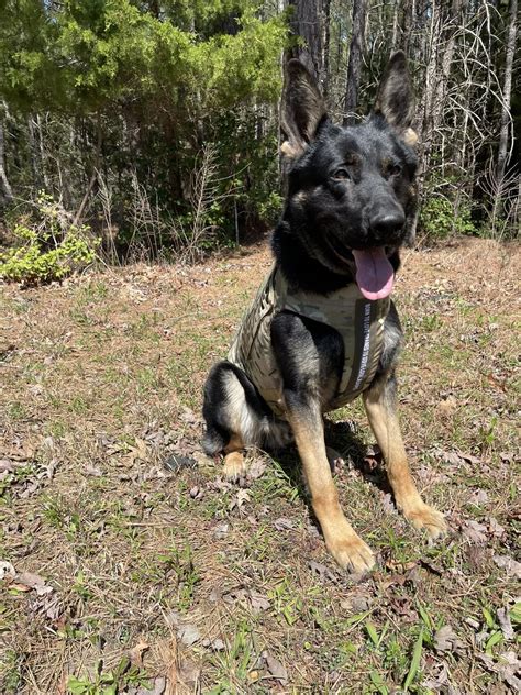 New Kent Sheriffs Office K9 Receives Donation Of Body Armor