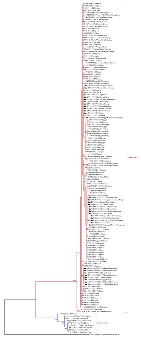 The Maximum Likelihood Ml Phylogenetic Tree Was Constructed Using Download Scientific Diagram