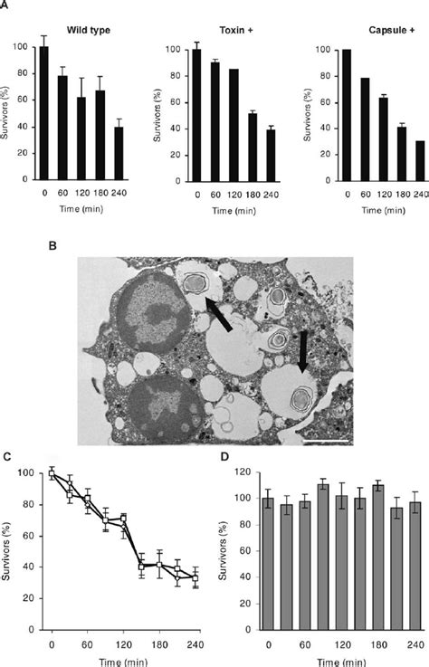 Human Neutrophils Kill B Anthracis Spores Independently Of Reactive Download Scientific