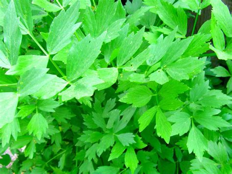 Lovage – Mary's Heirloom Seeds