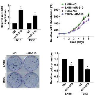 MiR 610 Upregulation Inhibits GBM Cell Proliferation A Validation Of