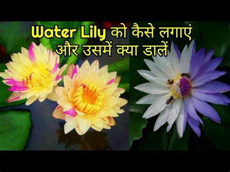 Water Lily Flower Meaning In Hindi Best Flower Site