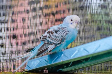 Cute Colorful Love Bird in the Cage Stock Photo - Image of closeup ...