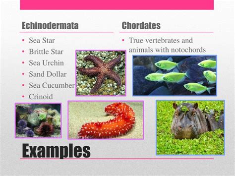 Ppt Echinoderms And Chordates Powerpoint Presentation Id 2276067